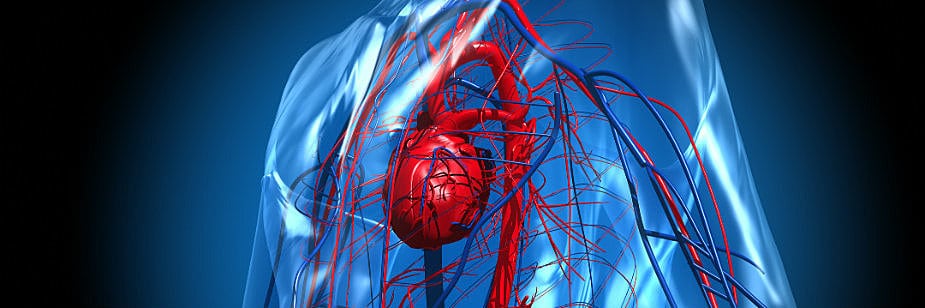sistema circulatório