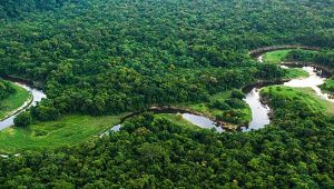Floresta Amazônica