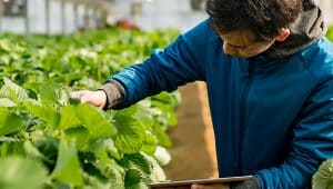 nota de corte agronomia