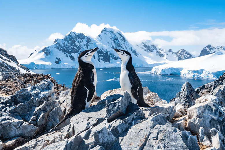 pinguins em rochedo na Antártica