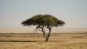 Árvore em região desértica na África